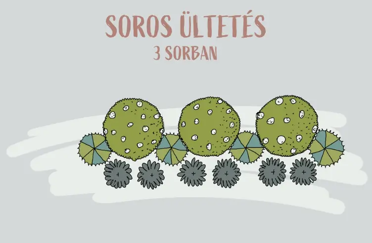 soros ültetés